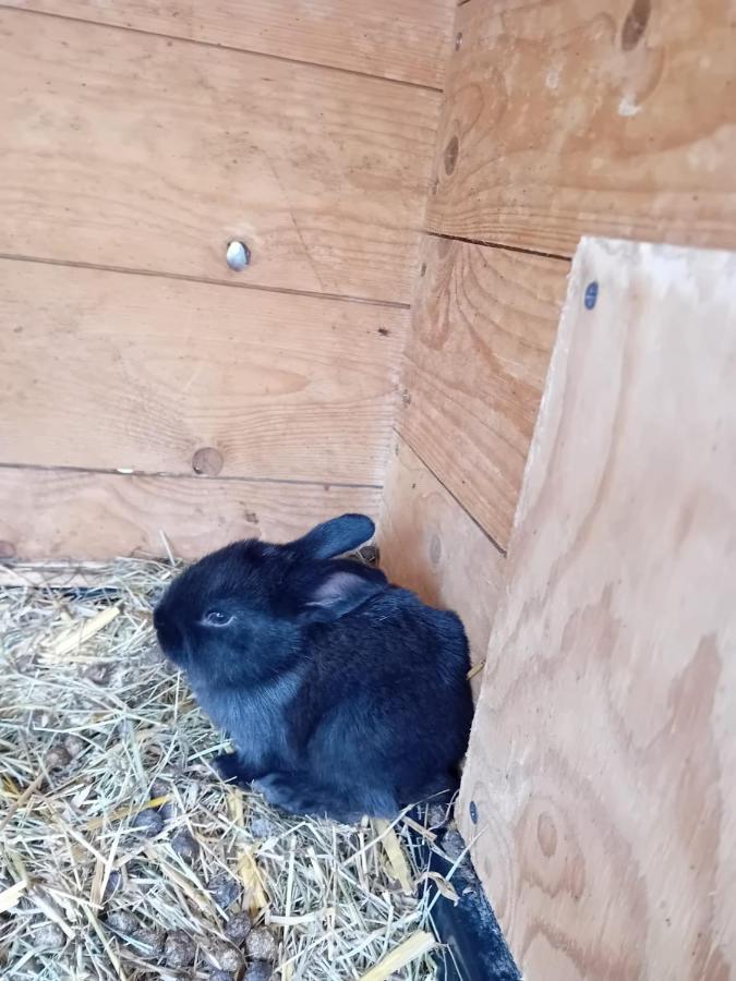 Ferienwohnung Mit Bauernhofflair Löbau Exterior foto